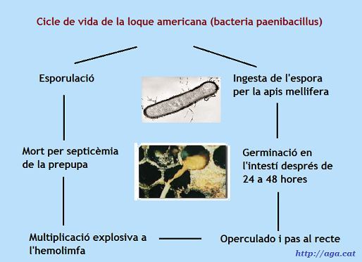 apiari, apiario, enfermetats enfermedades, medidas, mesures, miel, abejas, mel, abellas,  apicultura, loque americana, colmenar, aga, apicultors, apicultores, Girona, arnes