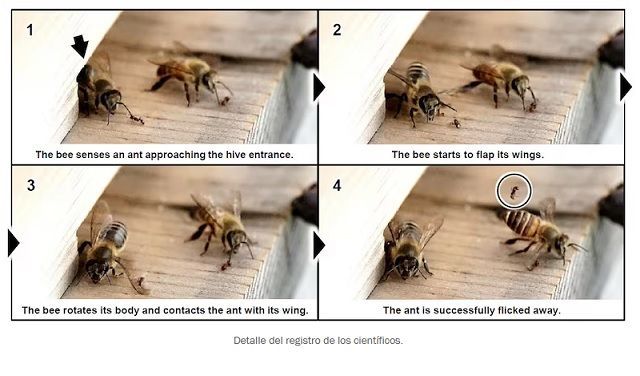 apicultor, colmena, expertos, miel,  defensa, abelles, abejas, mel, apicultura, video