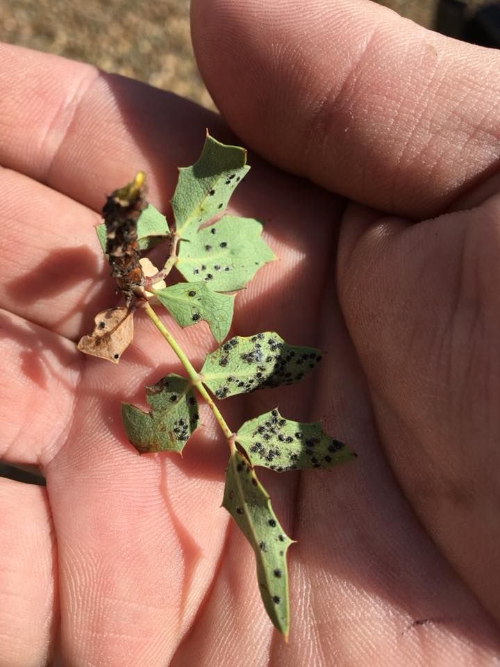 A person is holding a small plant in their hand.