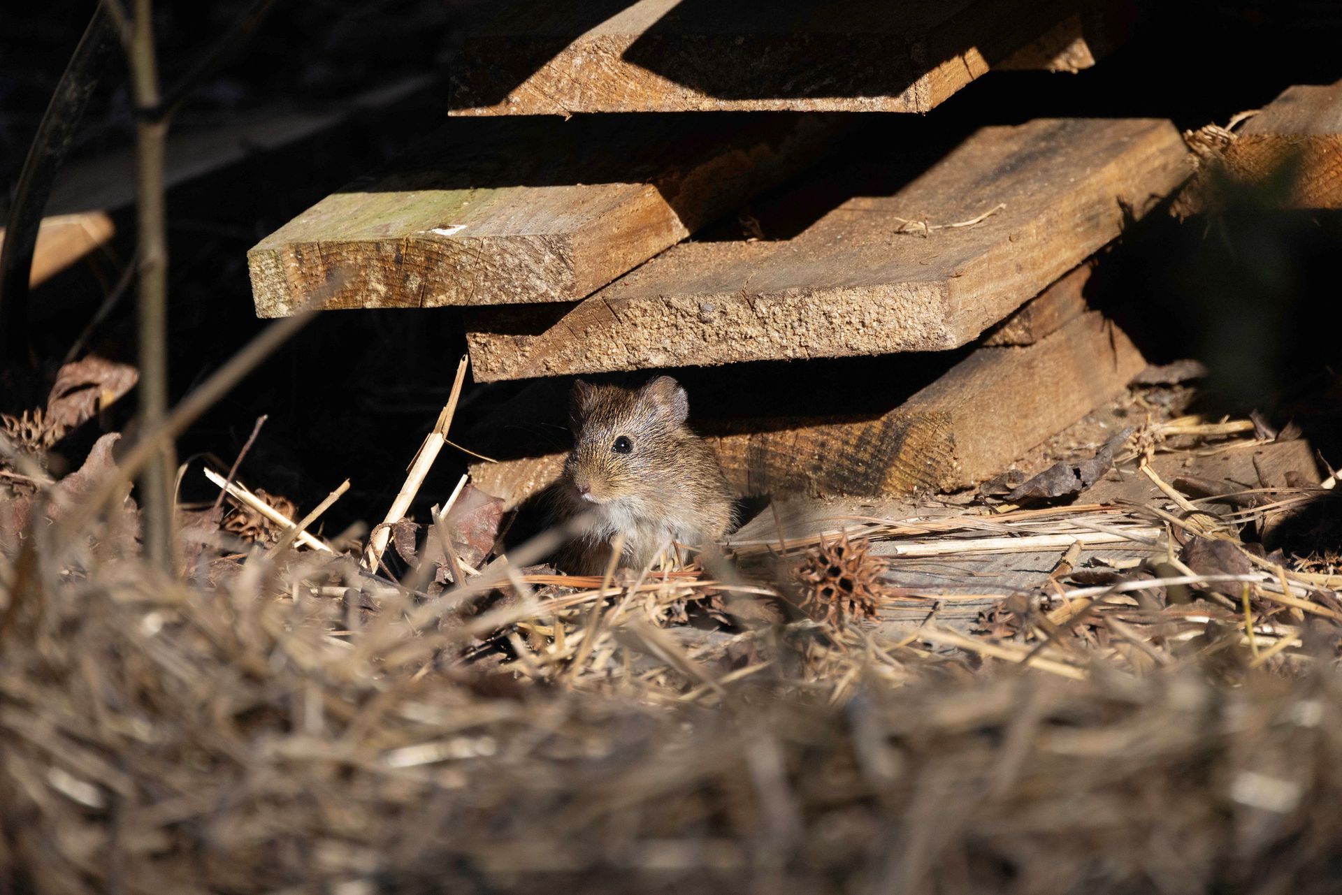 A brown rat is sitting on the ground in the grass.