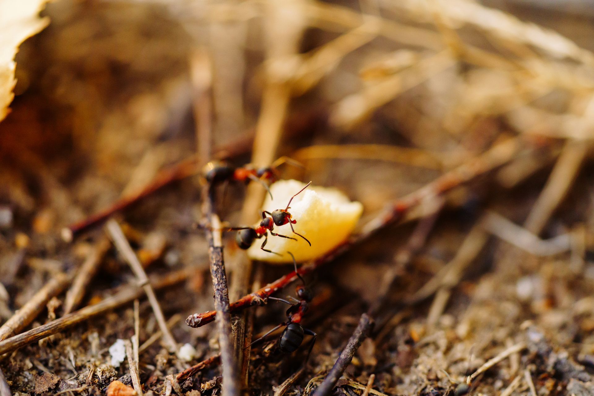 A close up of an ant eating a piece of food on the ground.