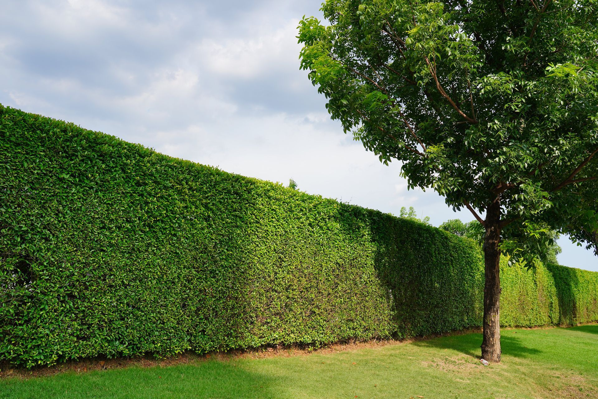 Green hedge row along green grass under a cloudy sky with a green tree.