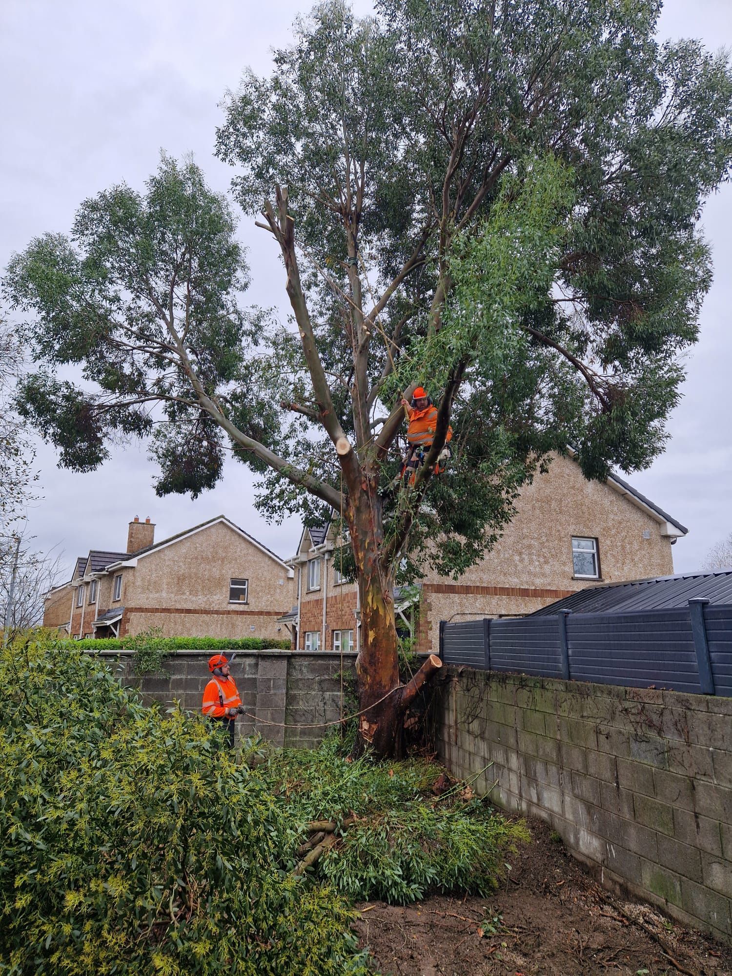 Two arborists in safety gear trim a tall tree in a residential yard. Gray sky overhead.