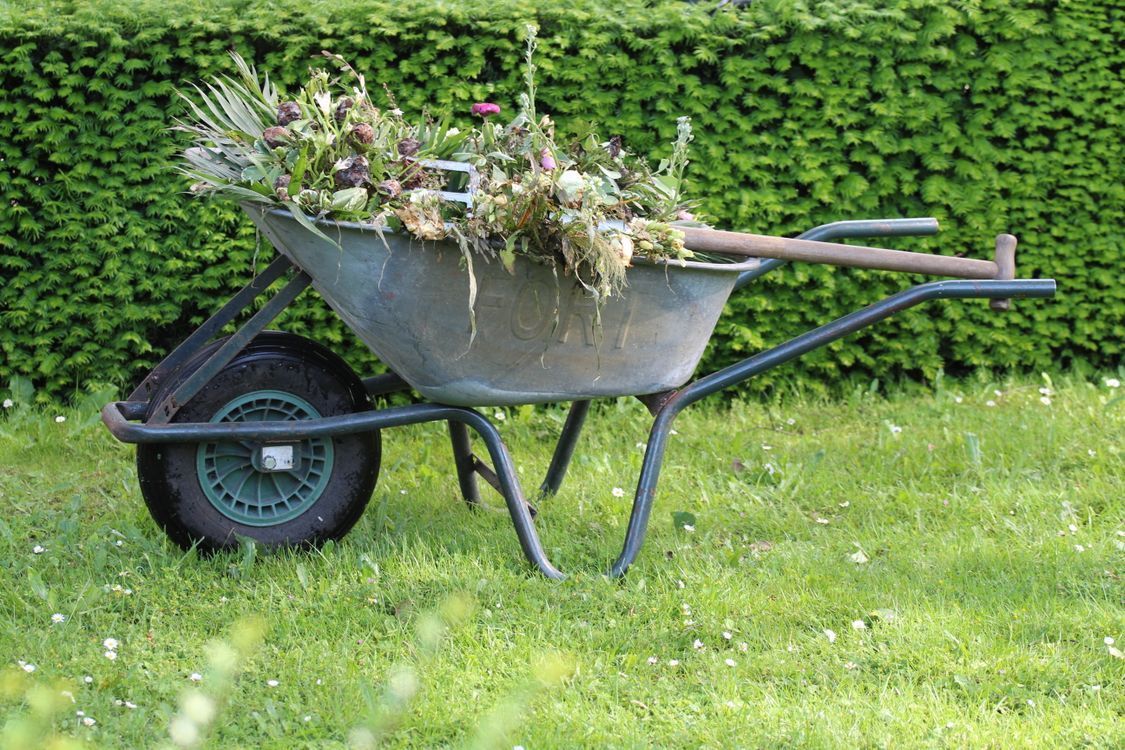 Wheelbarrow filled with weeds and green garden waste