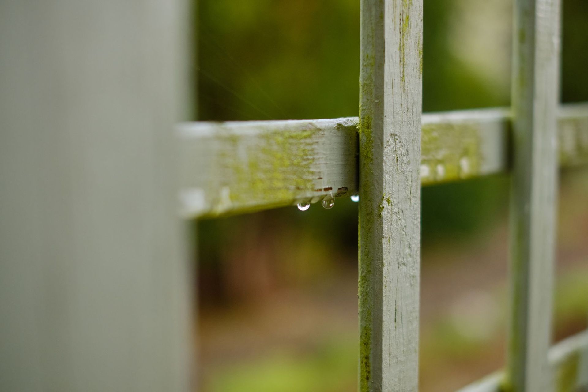 Raindrops and moss on weathered wooden fence planks