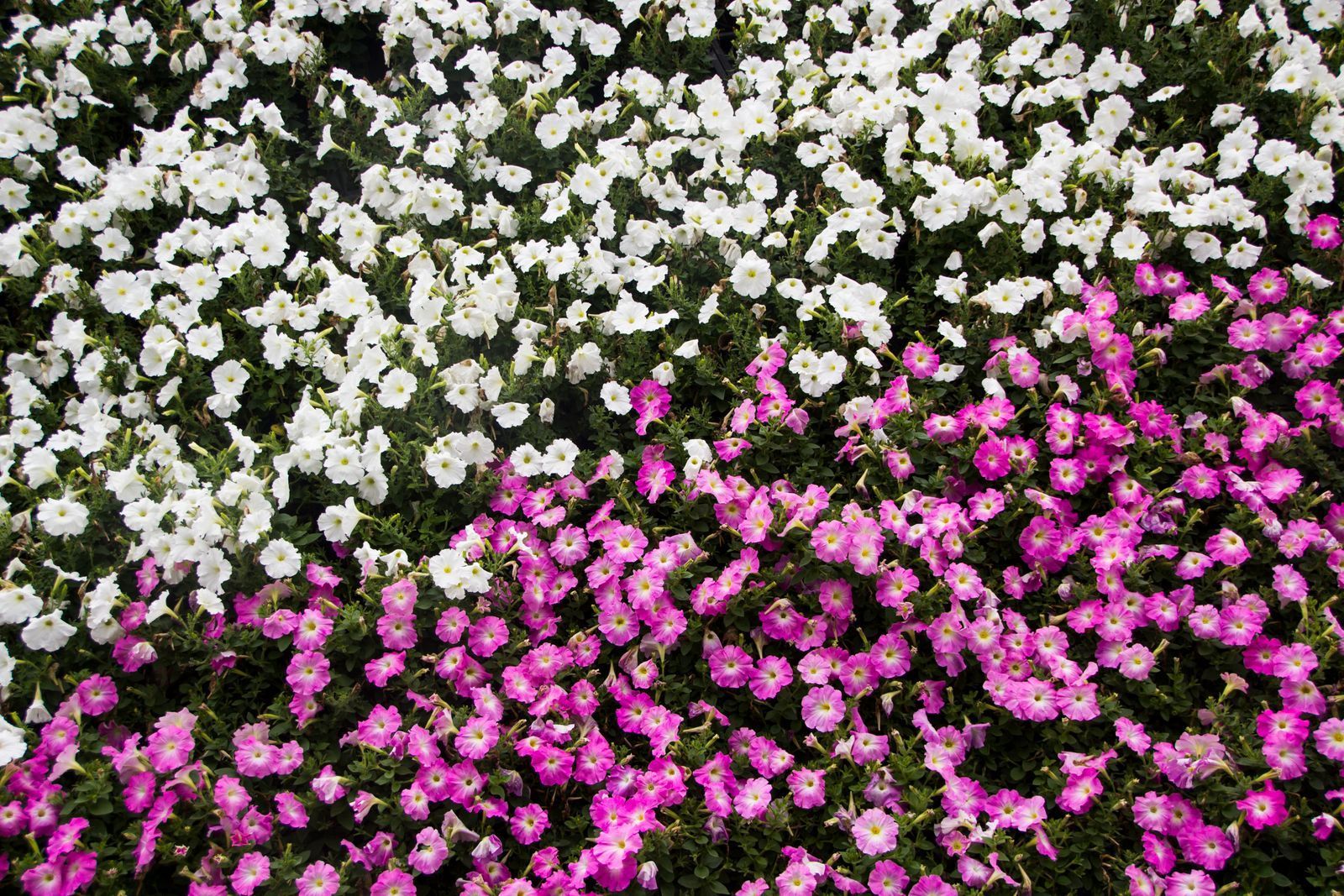 Pink and white flowering plants arranged together in a garden bed