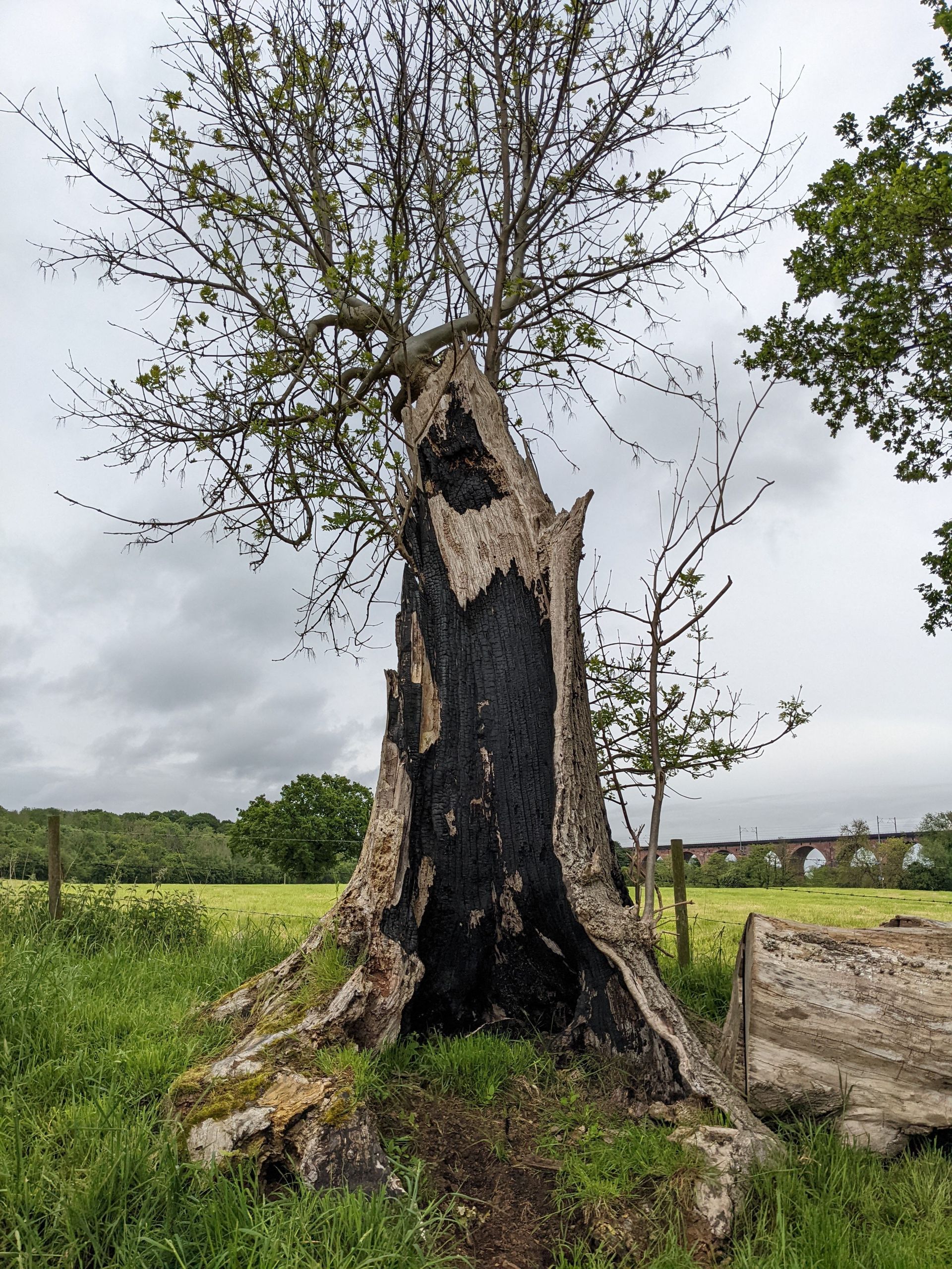 Decaying broken tree standing in a rural meadow