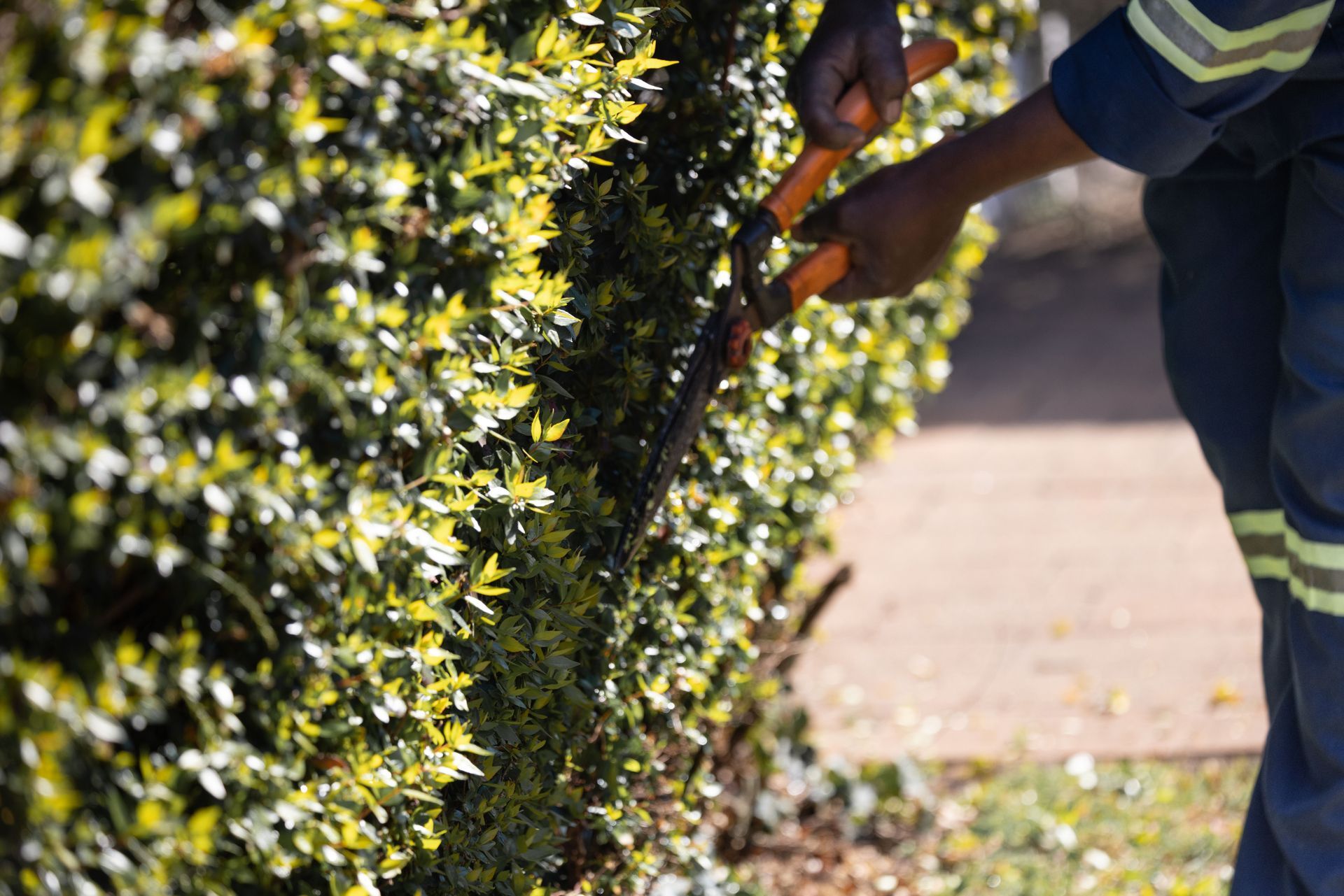 Gardener using hand shears to trim a dense green hedge