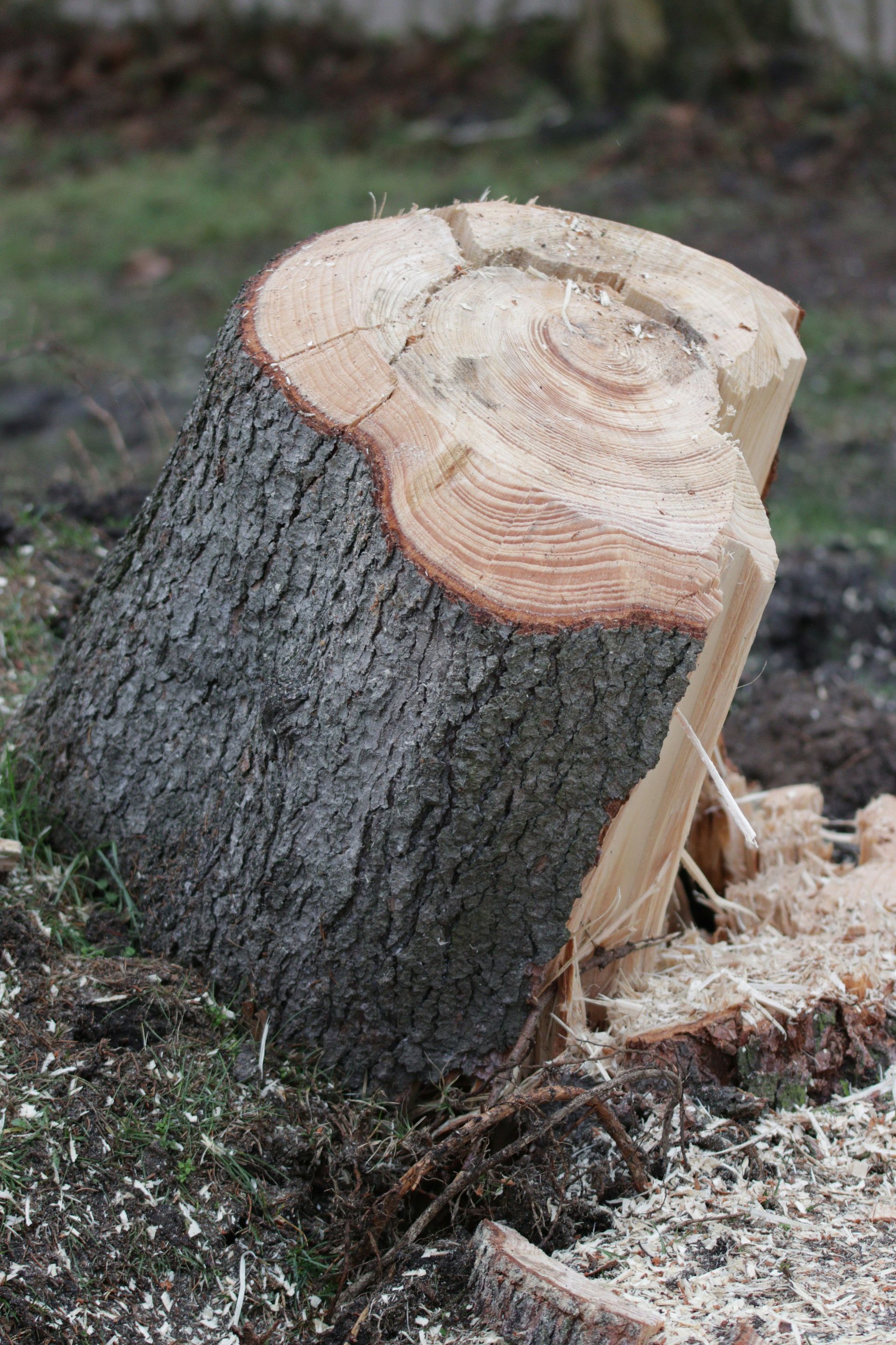 Freshly cut tree stump surrounded by grass and fallen leaves