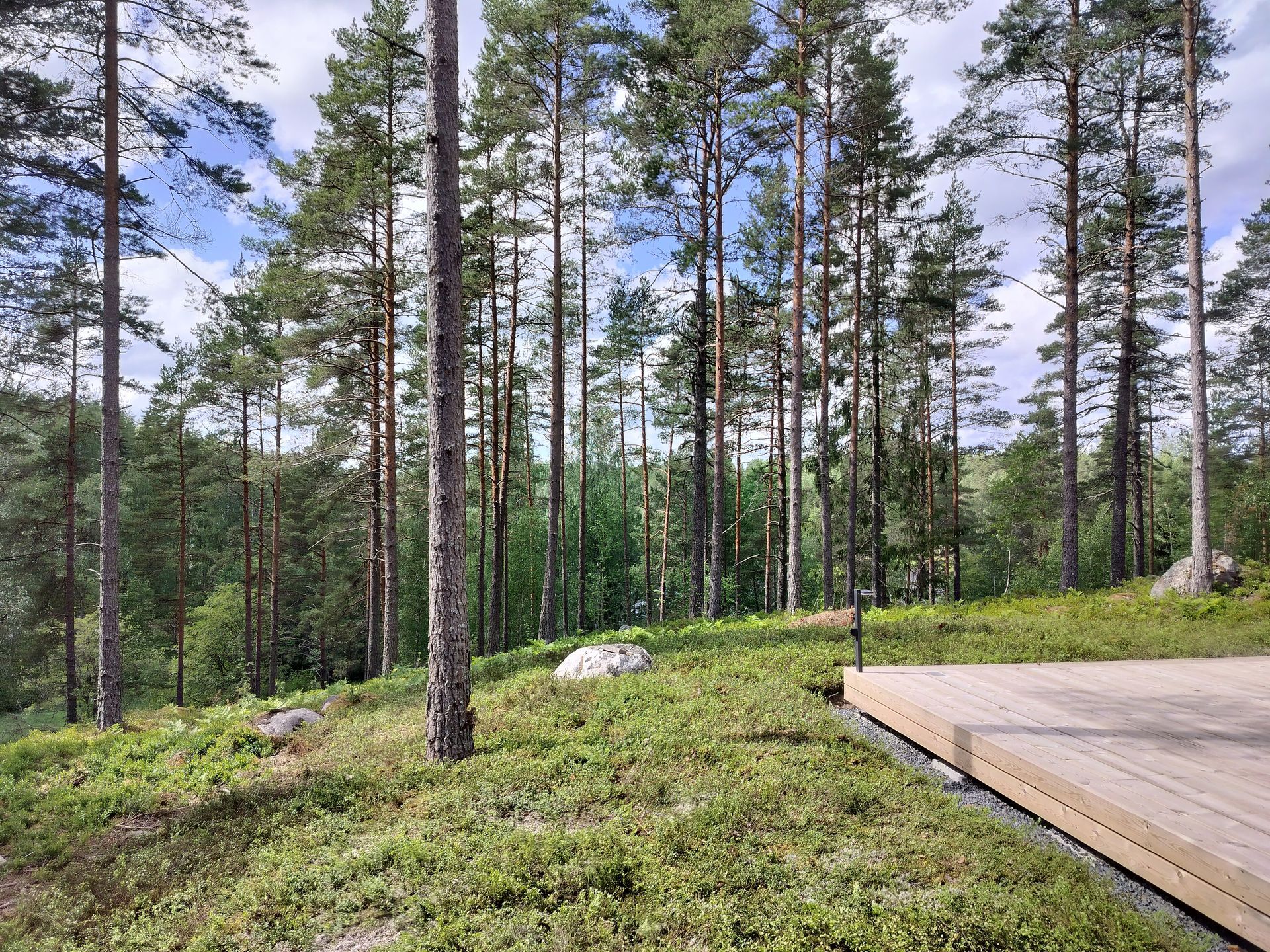 kaunis kunttapiha mänty rinteessa