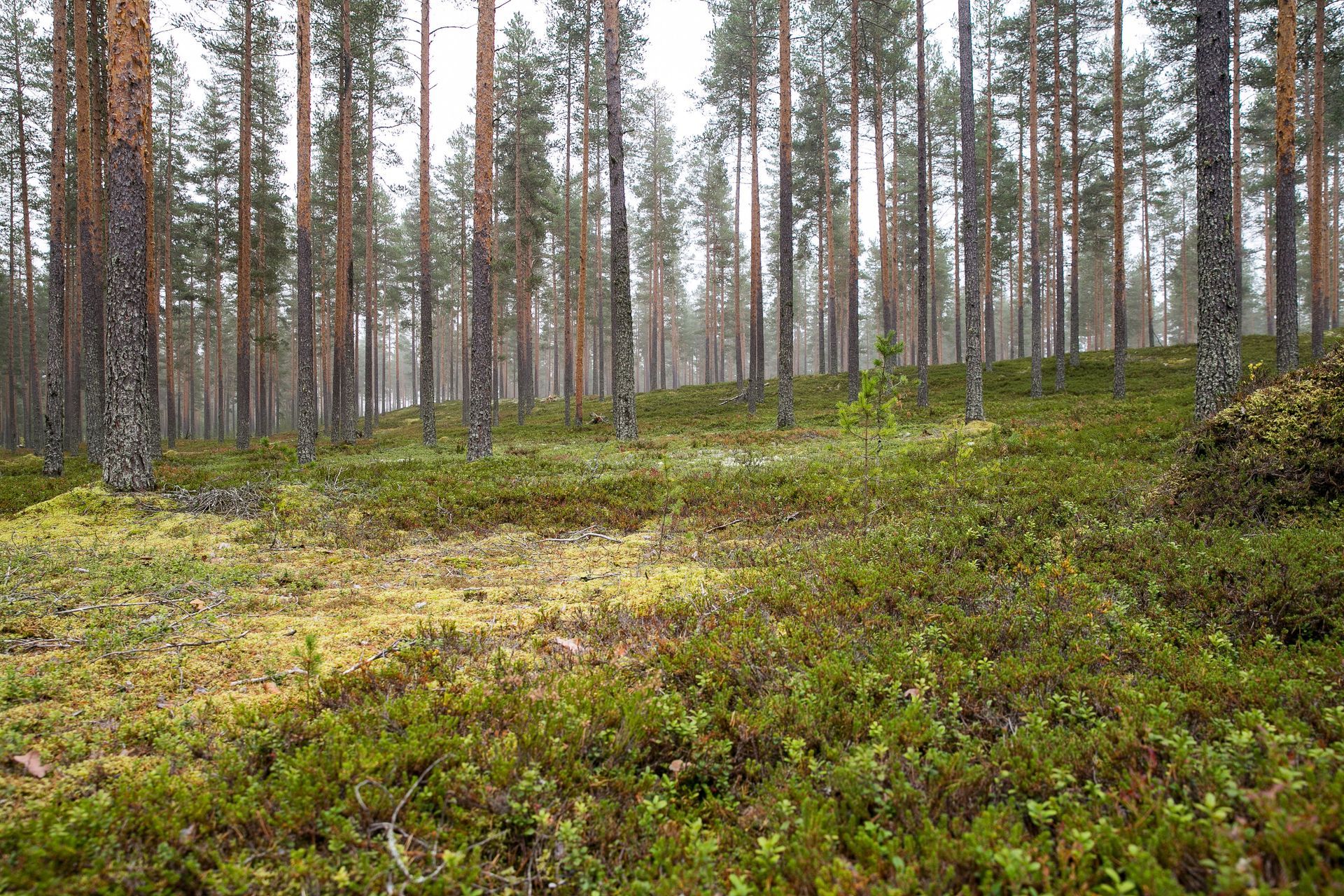 Kuntta metsä