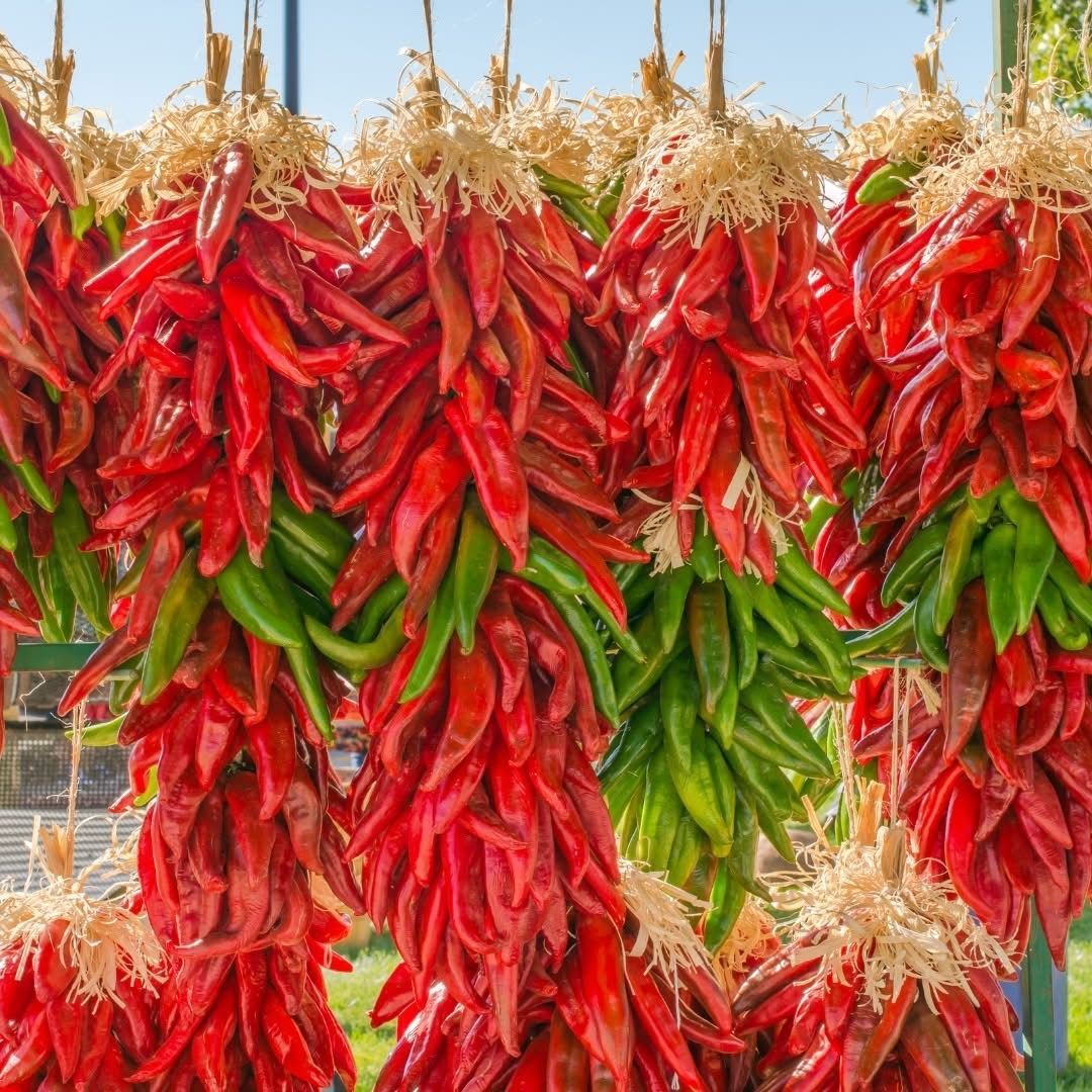 A bunch of red and green peppers hanging from a fence.