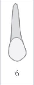 Gray elongated shape above a white oval, labeled 6 underneath.