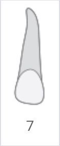 Gray single tooth illustration with the number 7 below it