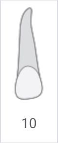 Gray tooth diagram labeled 10