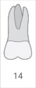 Gray cartoon tooth with the number 14 below it
