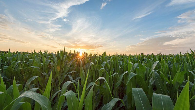 sun sets over a cornfield