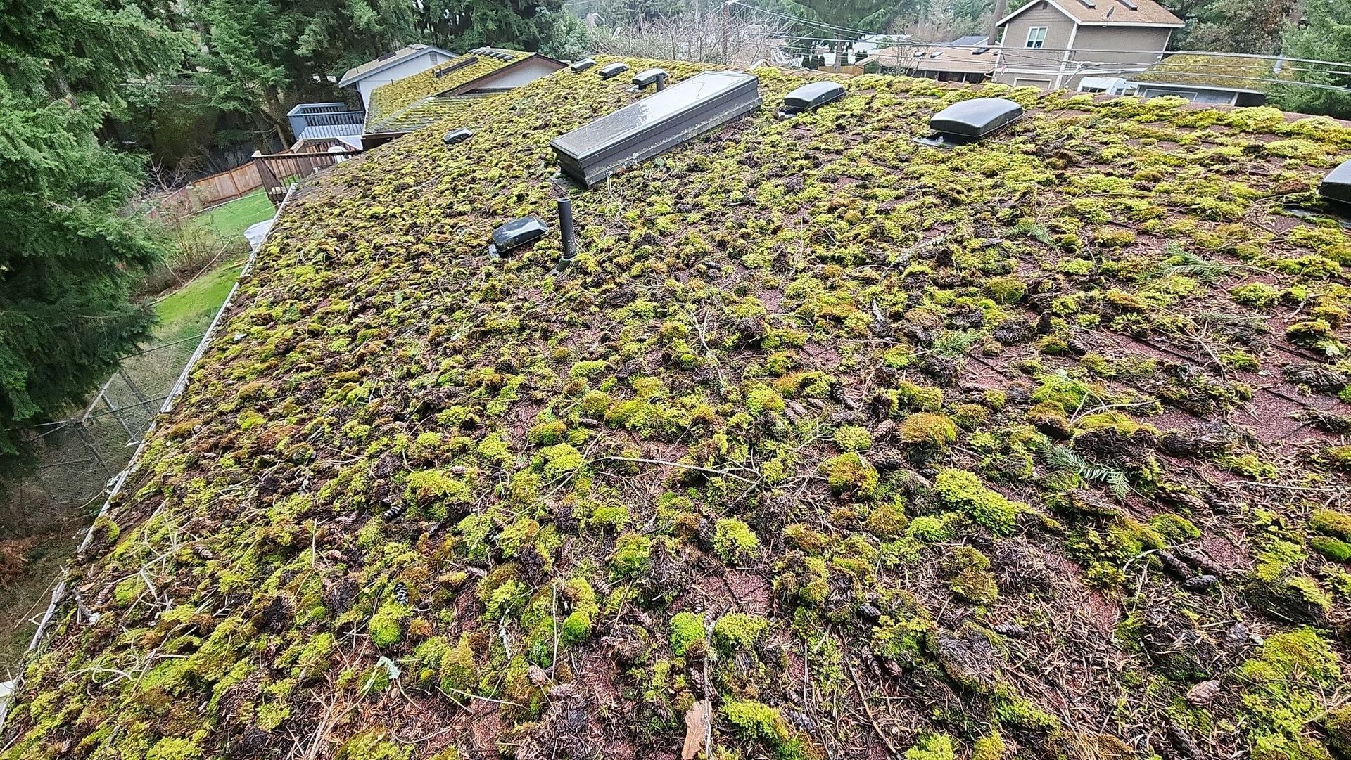 Before Roof Cleaning Tacoma