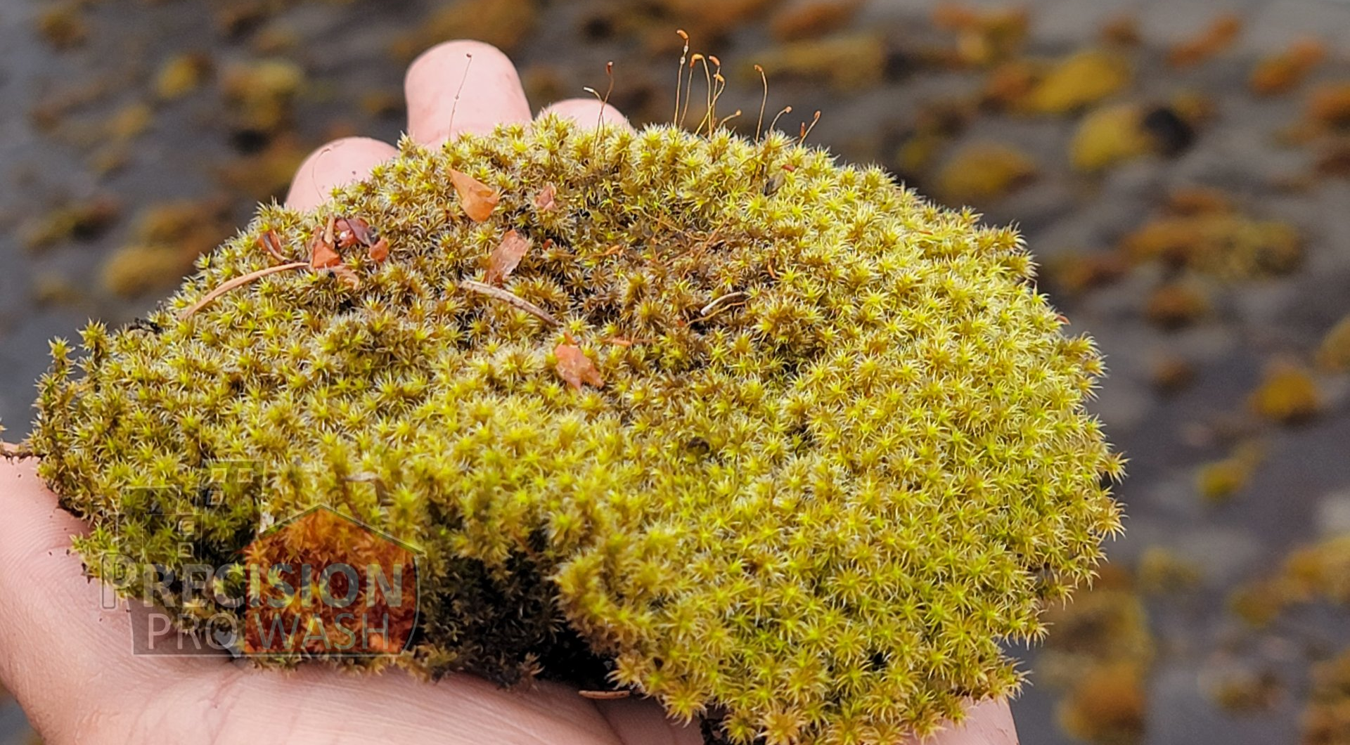 Moss on Roof