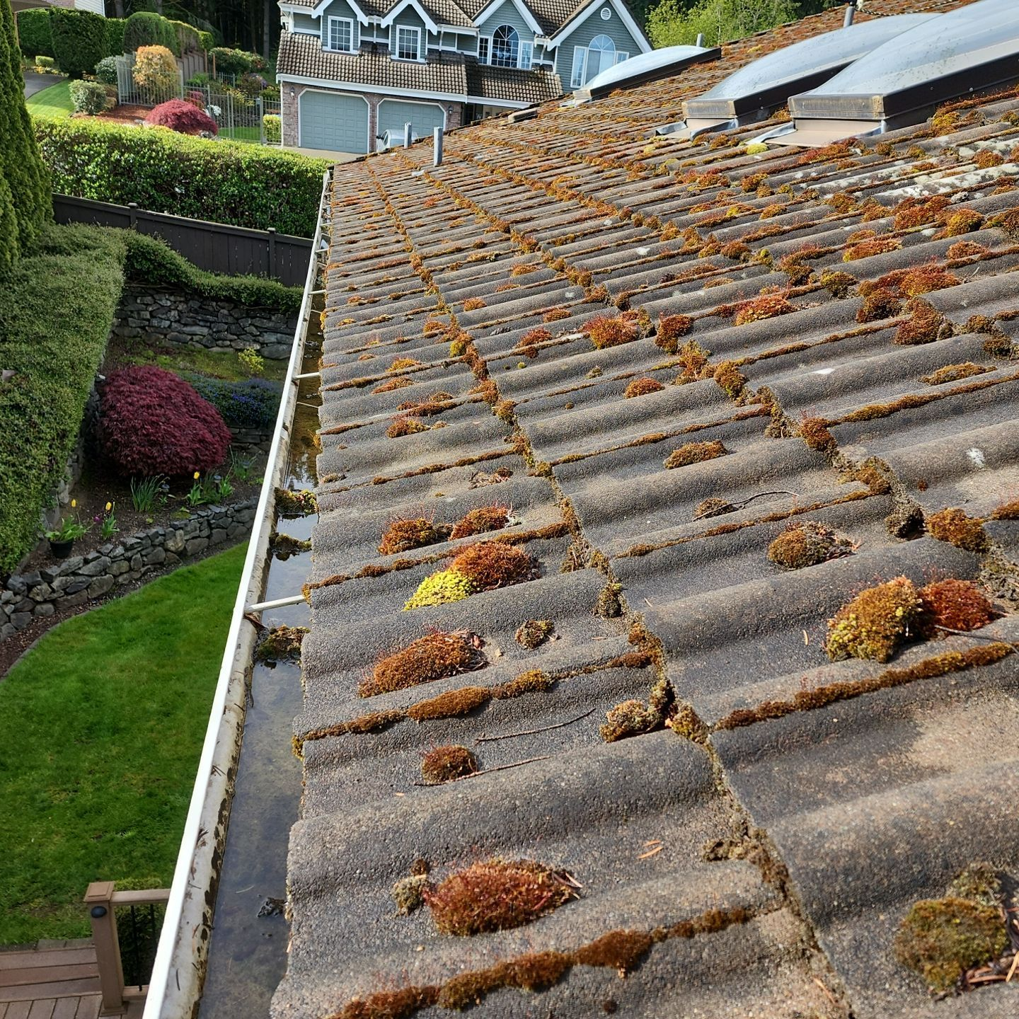 before tile roof cleaning fircrest