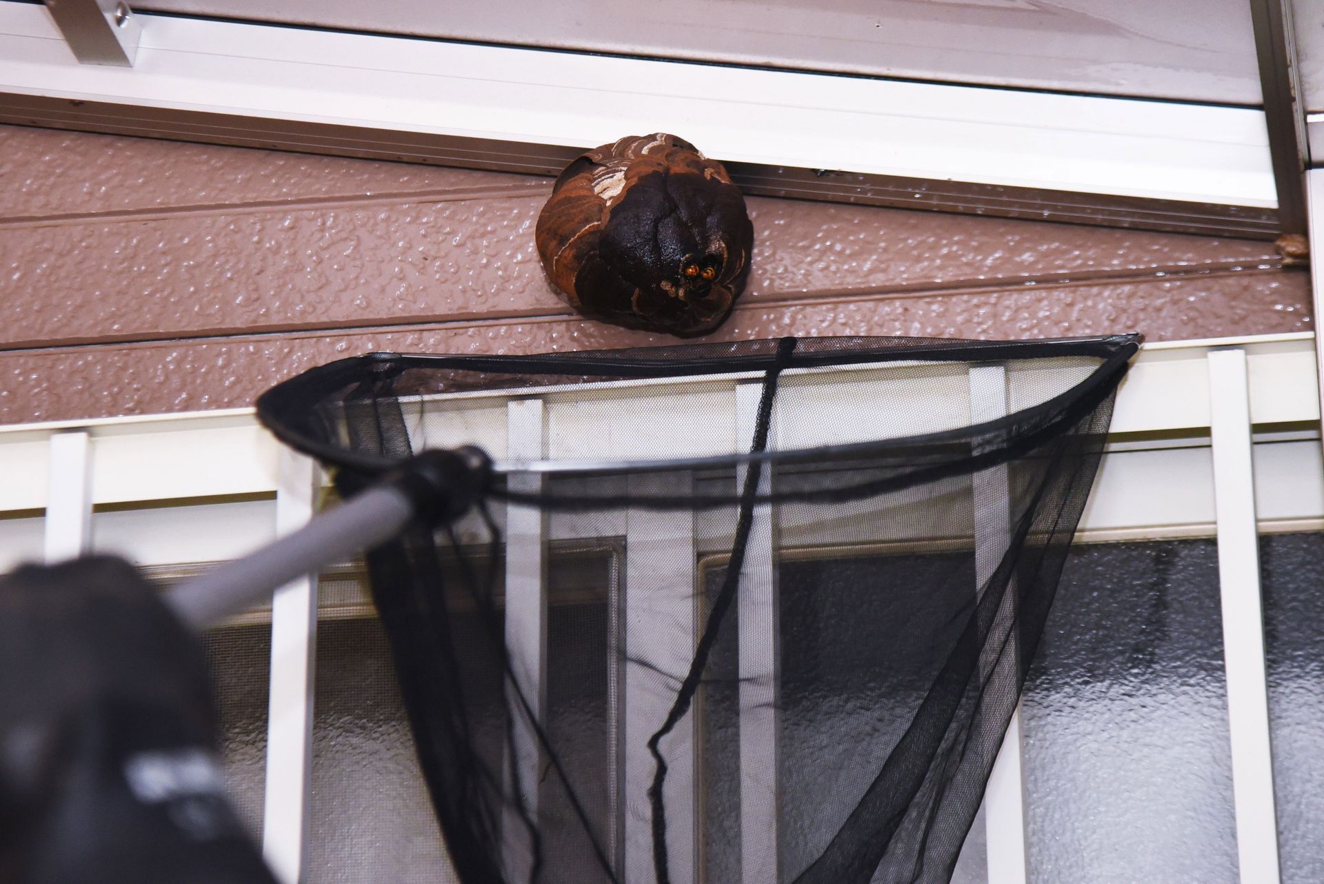 Bee Control Tips for Your Property Service in Edinburg, TX