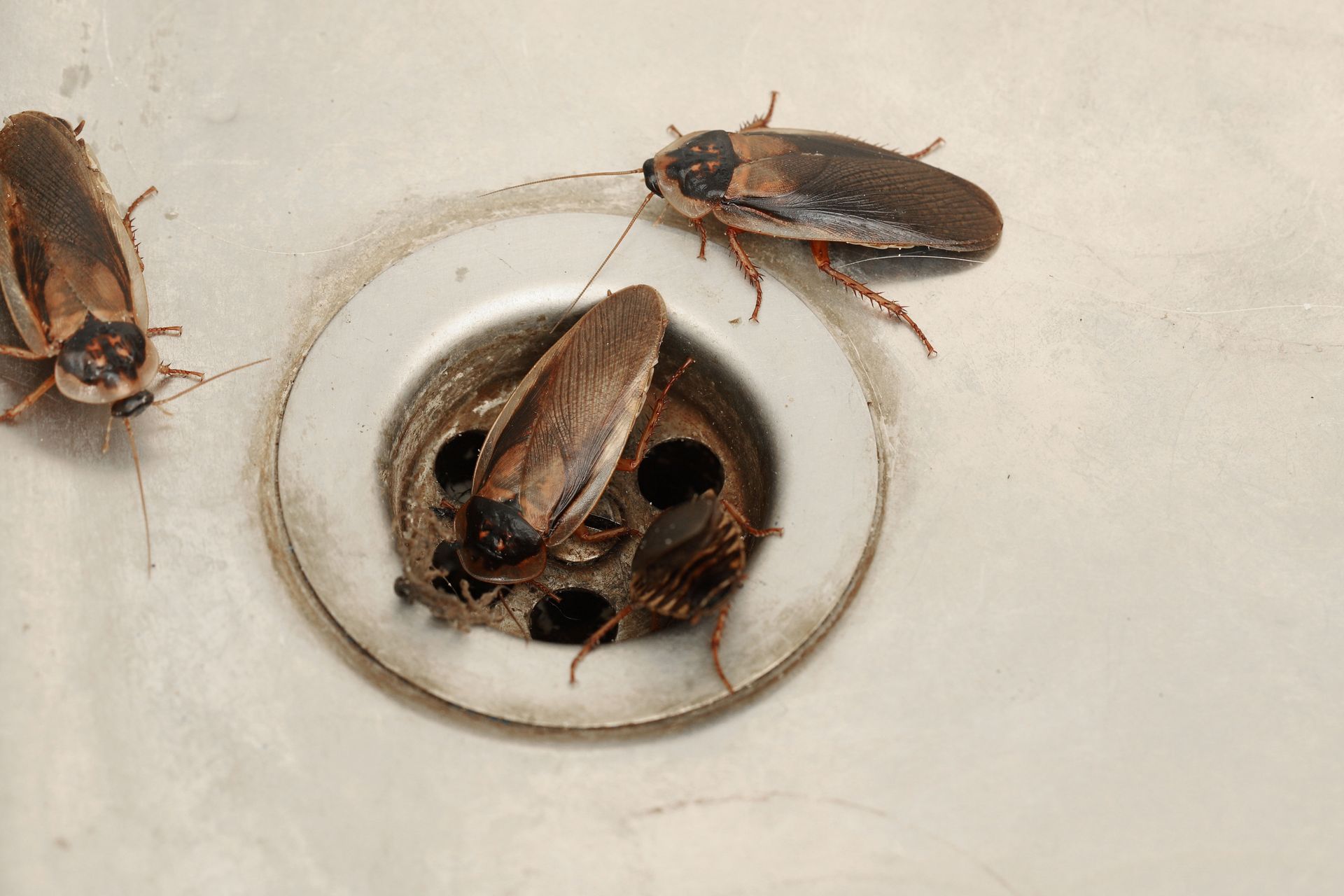 Preventative Tips From Cockroach Fumigation Specialists in Edinburg, TX