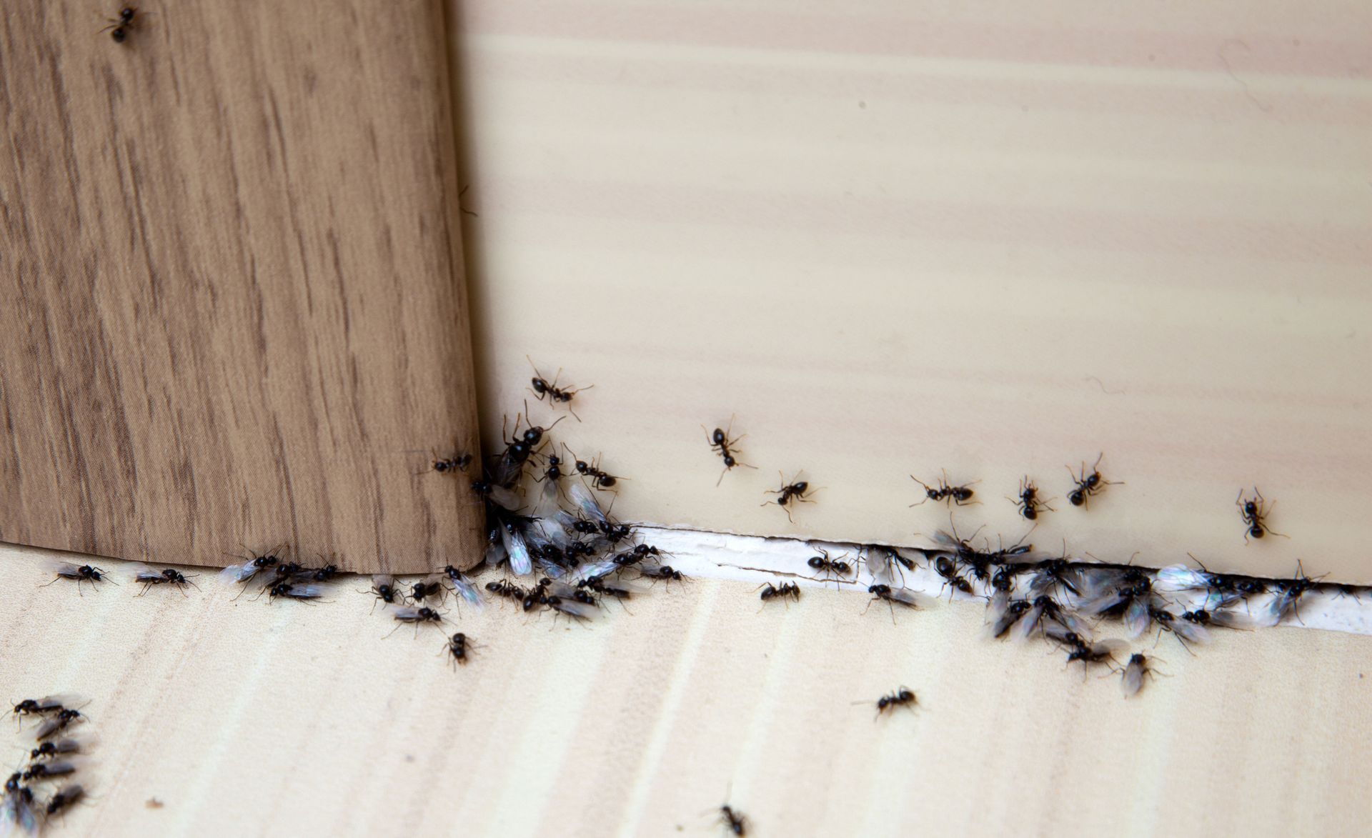 Pest Solutions Gallery 04 in Edinburg, TX