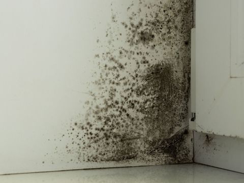 Black mold growth on a white wall and baseboard corner indoors