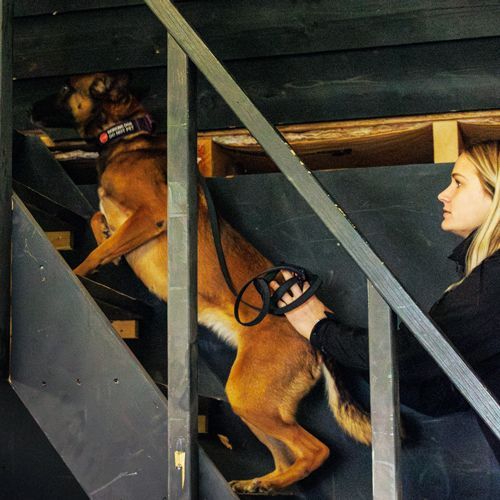 Cerberus Detection | Explosive detection Dog
