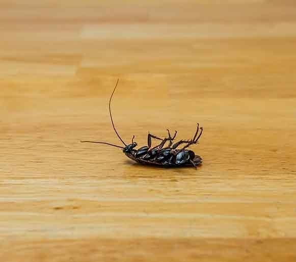 A Cockroach Is Laying On Its Back On A Wooden Table — Maximum Pest Management In Mareeba, QLD