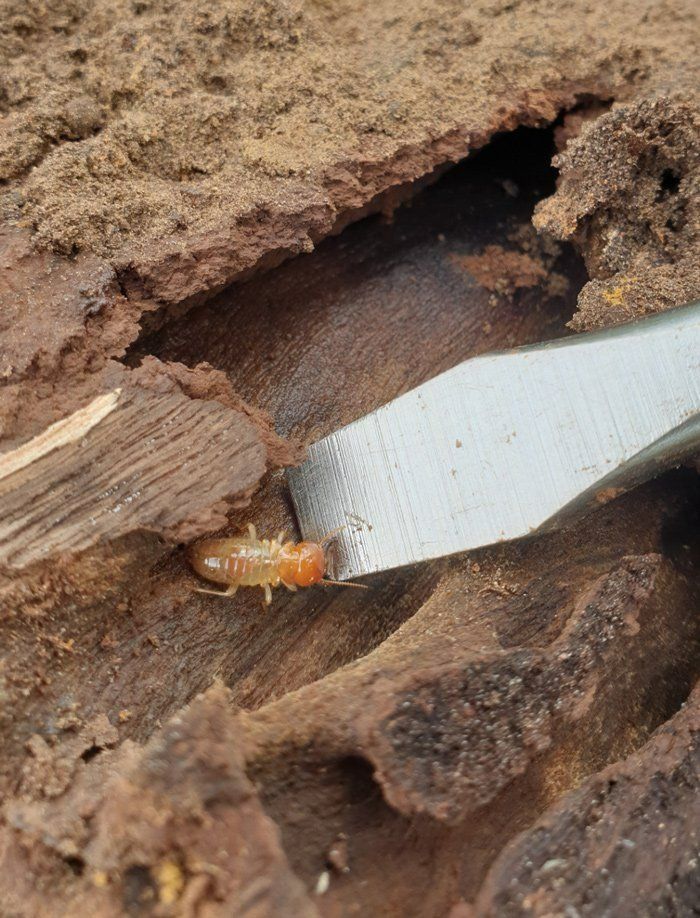 A Termite Is Crawling Out Of A Hole In A Piece Of Wood — Maximum Pest Management In Mareeba, QLD