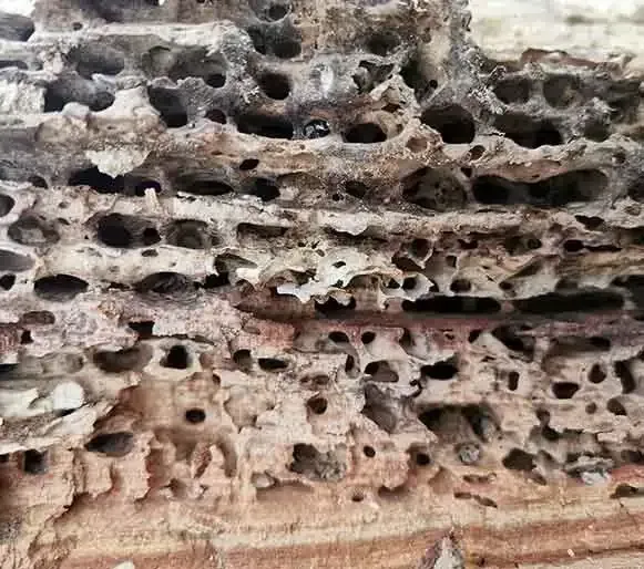 A close up of a piece of wood with holes in it — Maximum Pest Management In Mareeba, QLD