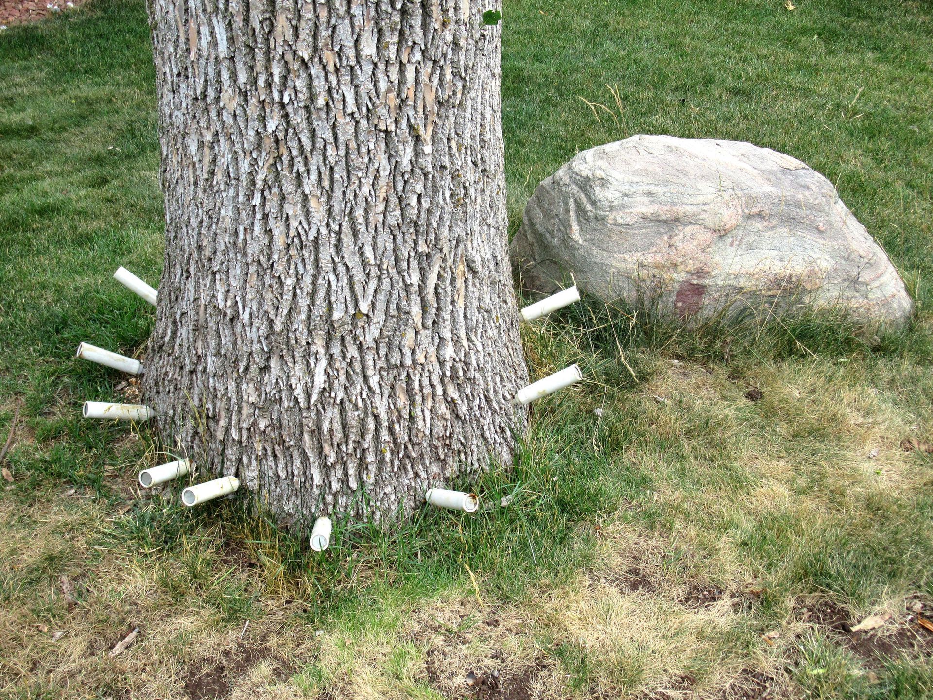 Ash Borer Treatment | Maple Grove, MN | Premier Tree Service