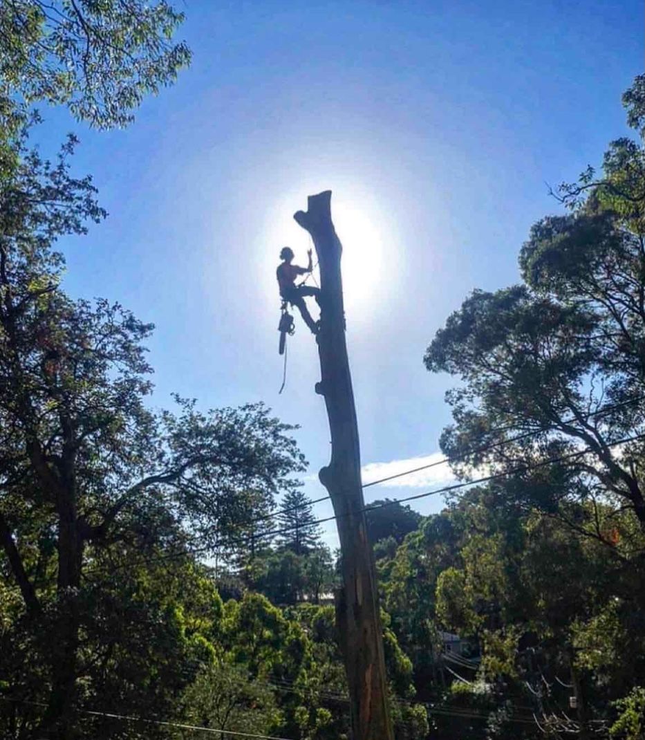 Palm Tree Cleaning Gold Coast | Tree Cutting Services
