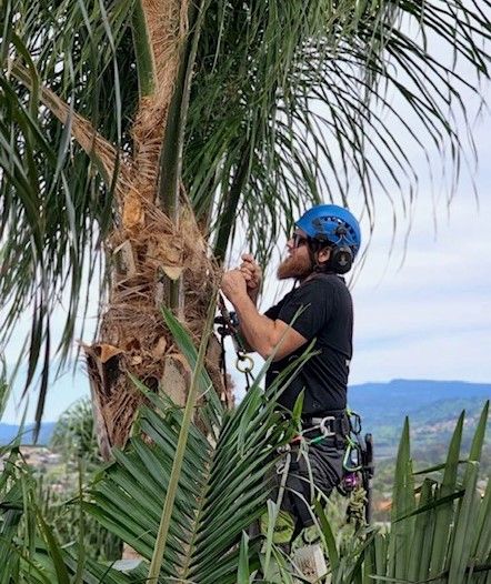 Tree Removal Gold Coast - Qualified Arborists - Viking Tree Care