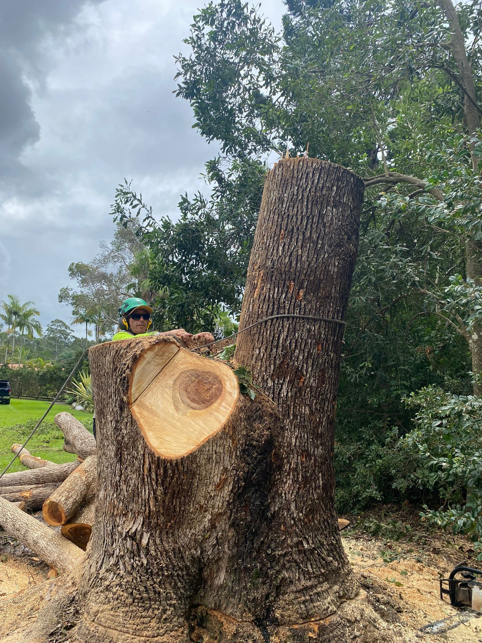 Tree Removal Gold Coast - Qualified Arborists - Viking Tree Care