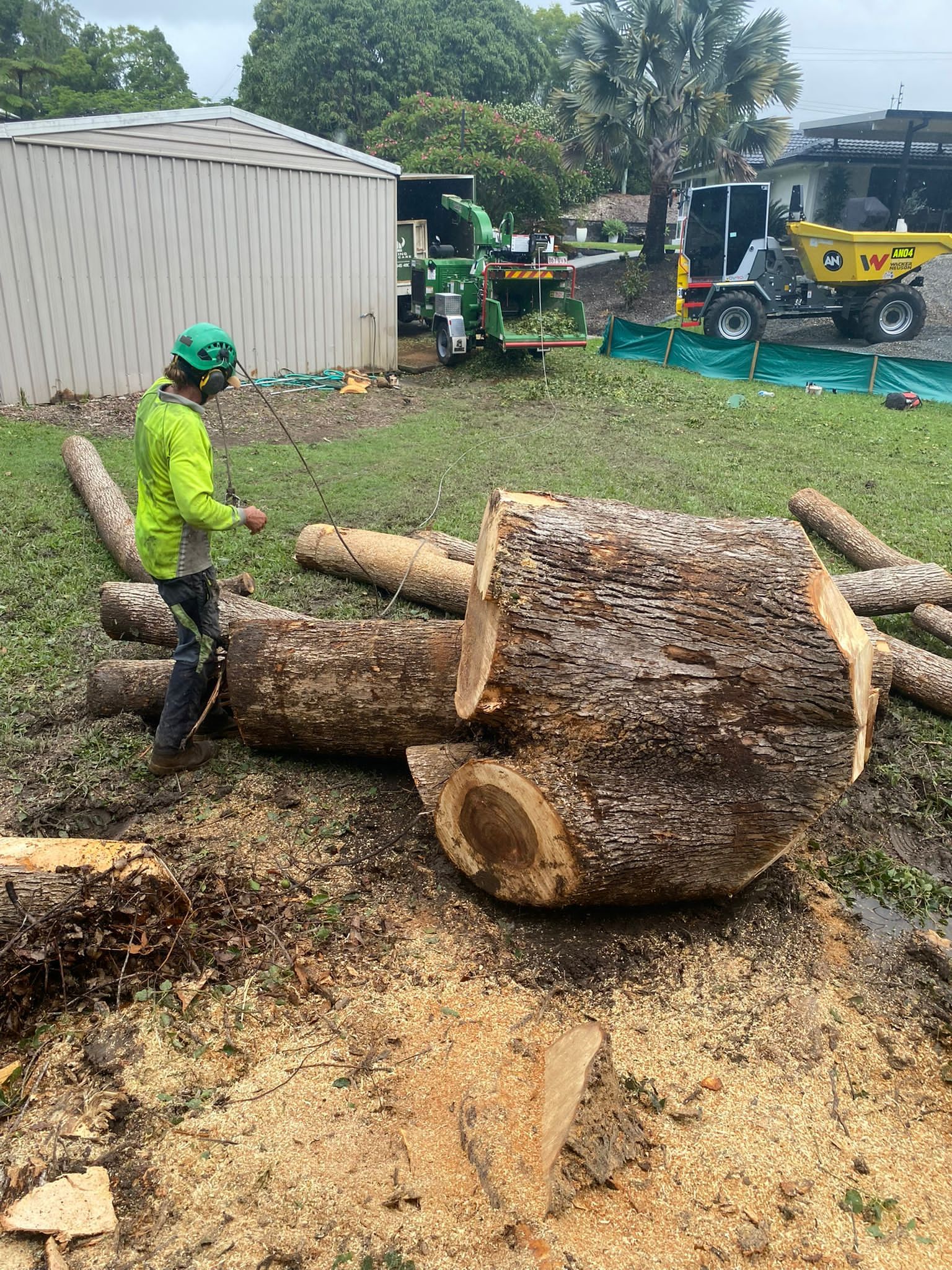 Tree Removal Gold Coast - Qualified Arborists - Viking Tree Care