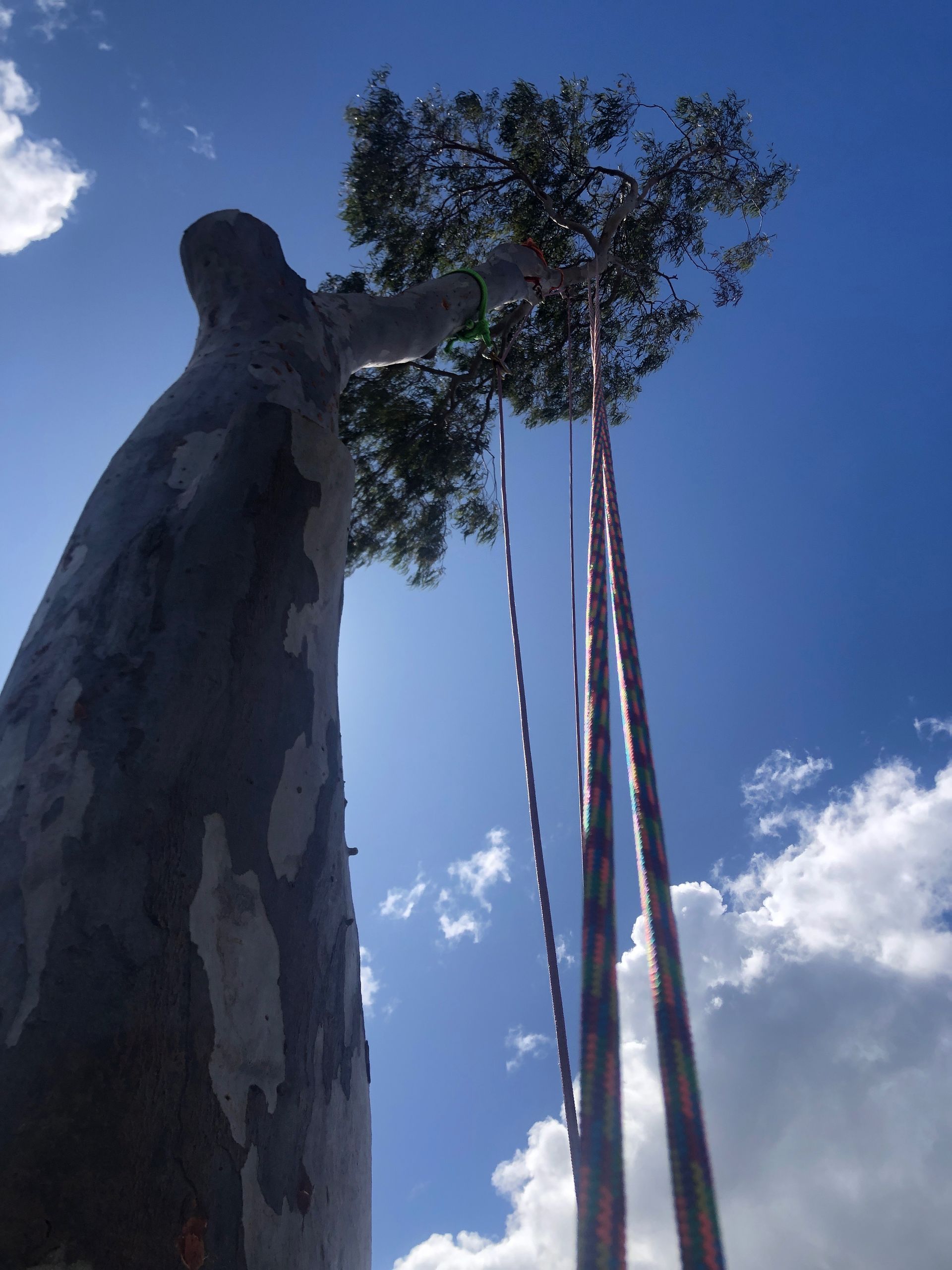 Statue reaching toward a tree with tall ribbon-like poles against a blue sky with clouds