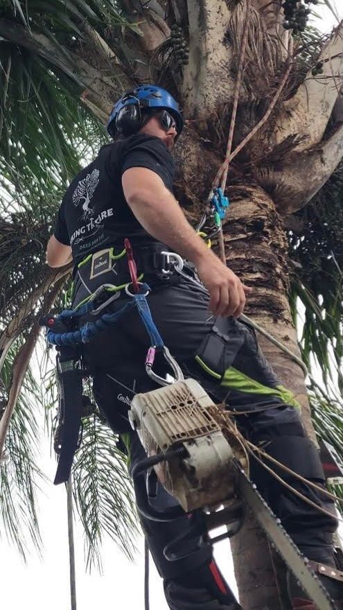 Arborist in blue helmet climbing a palm tree with a harness and chainsaw