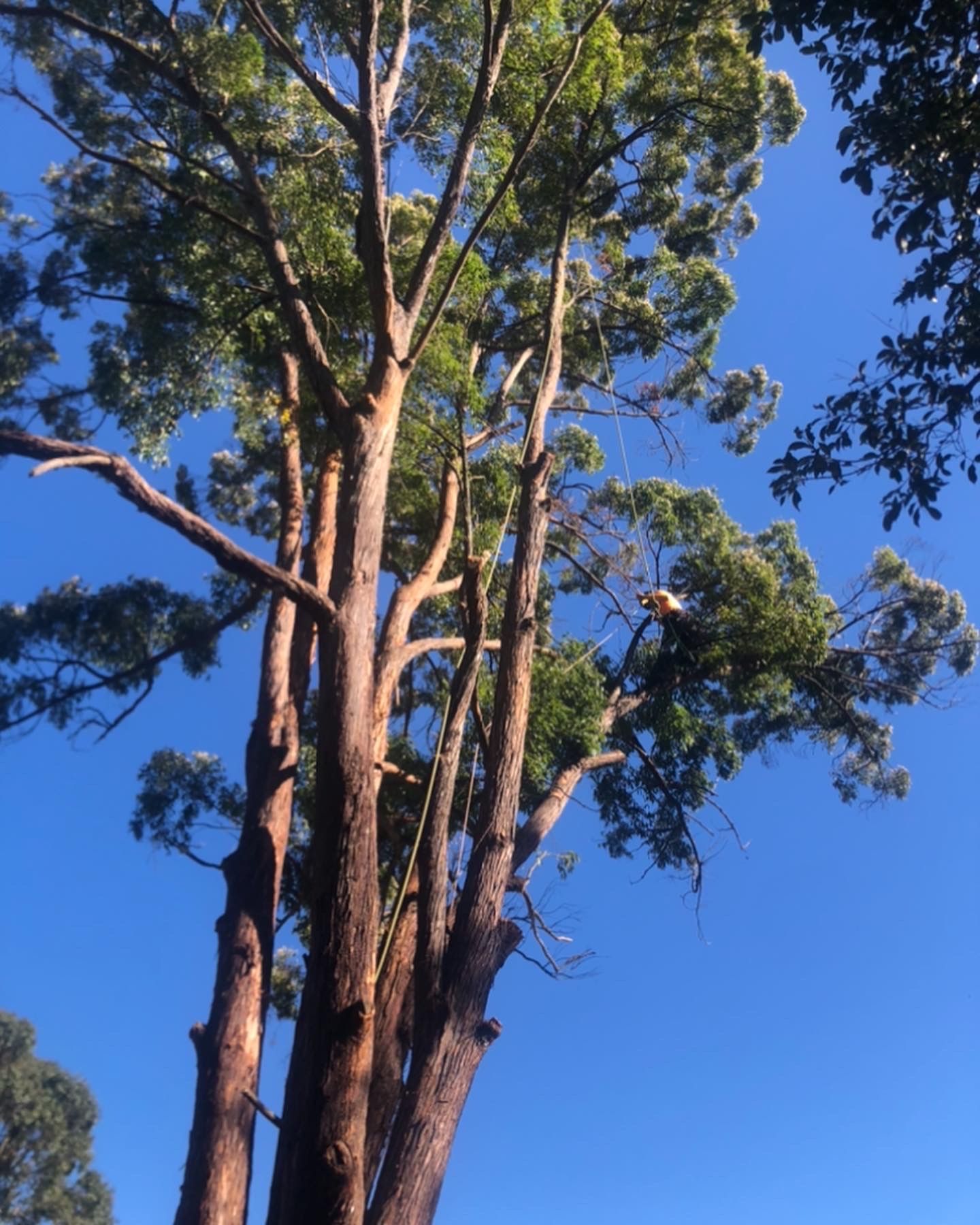 Tall eucalyptus tree against a clear blue sky, with sunlit trunks and leafy branches.