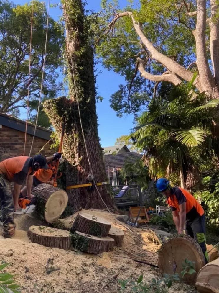 Workers cutting a large tree trunk in a sunny backyard, with logs and sawdust scattered շուրջդ