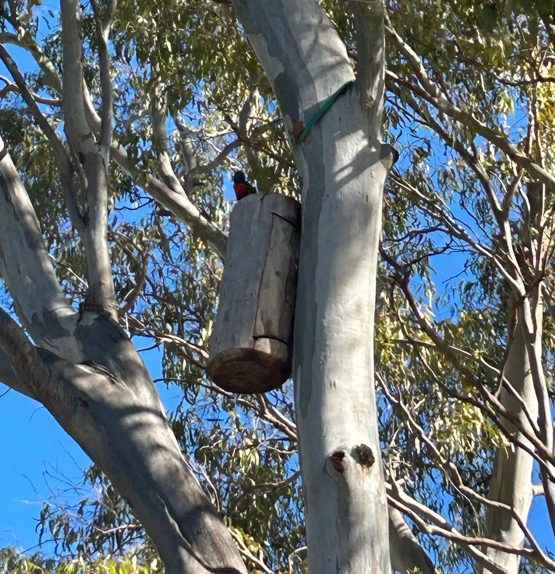 Bird perched on a hanging wooden box in a eucalyptus tree against a blue sky