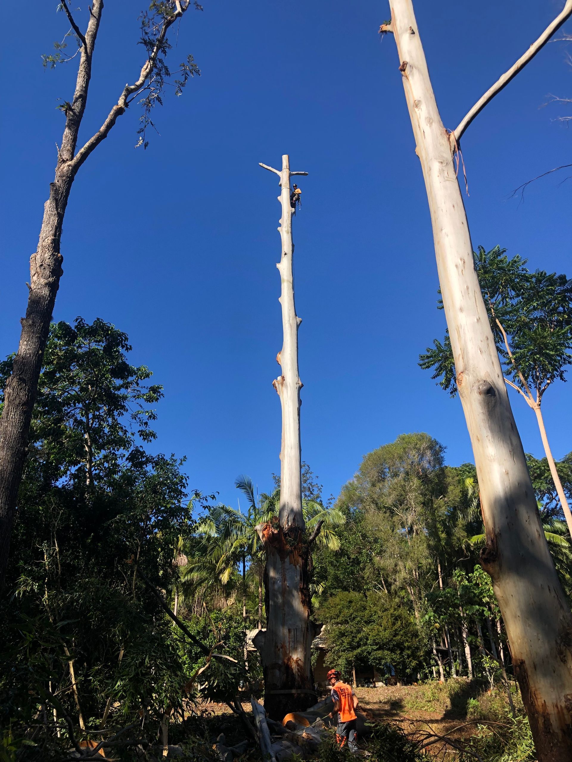 Tall cut tree trunks in a forest under a bright blue sky, with a worker in orange near the base of one trunk