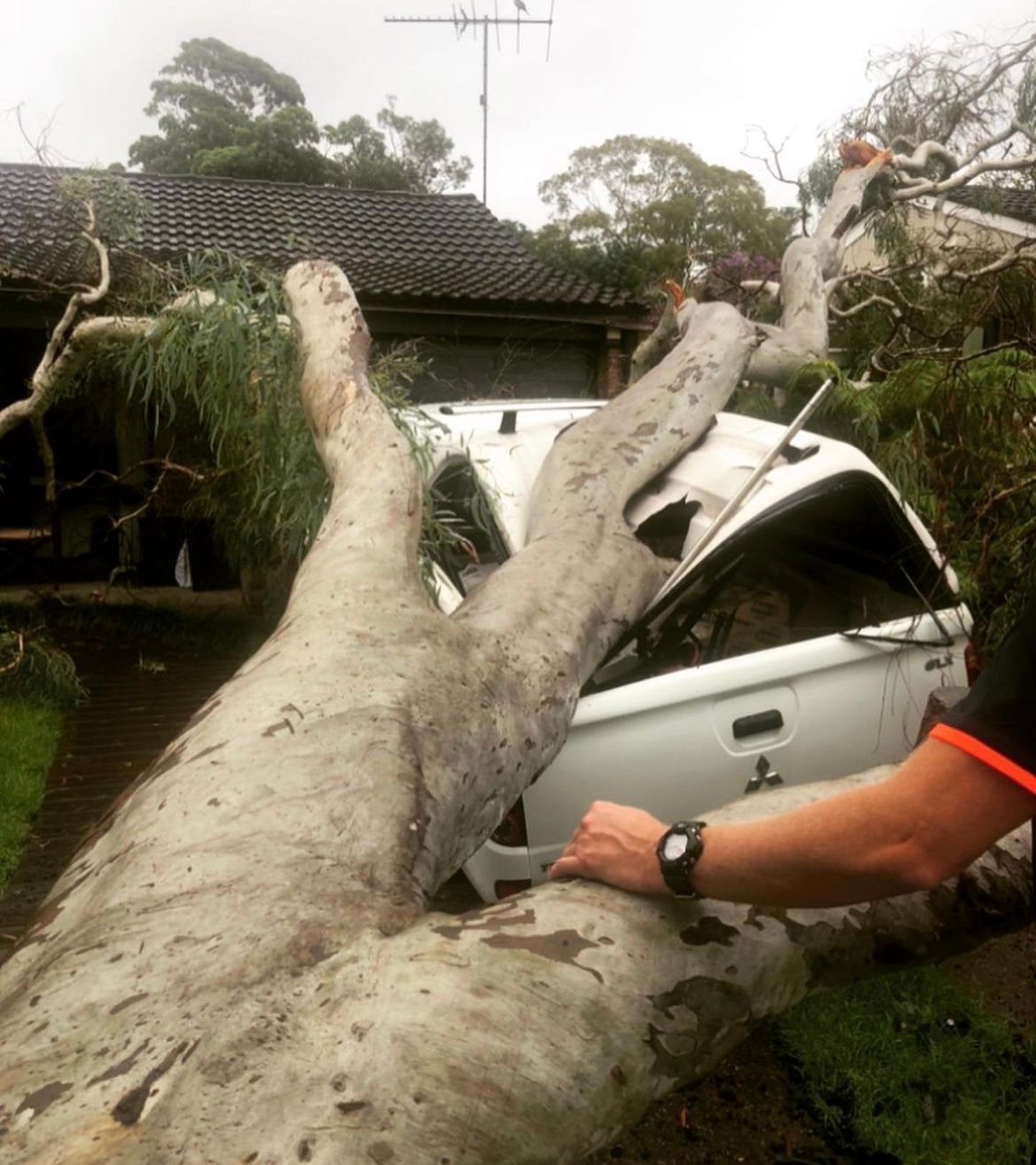 Large fallen tree trunk crushed into a white car beside a house; person’s arm visible at right.