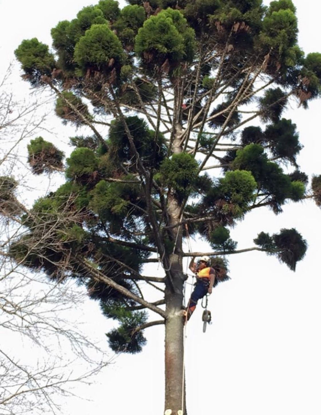 Arborist climbing a tall tree with ropes and gear, trimming dense green branches against a white sky.