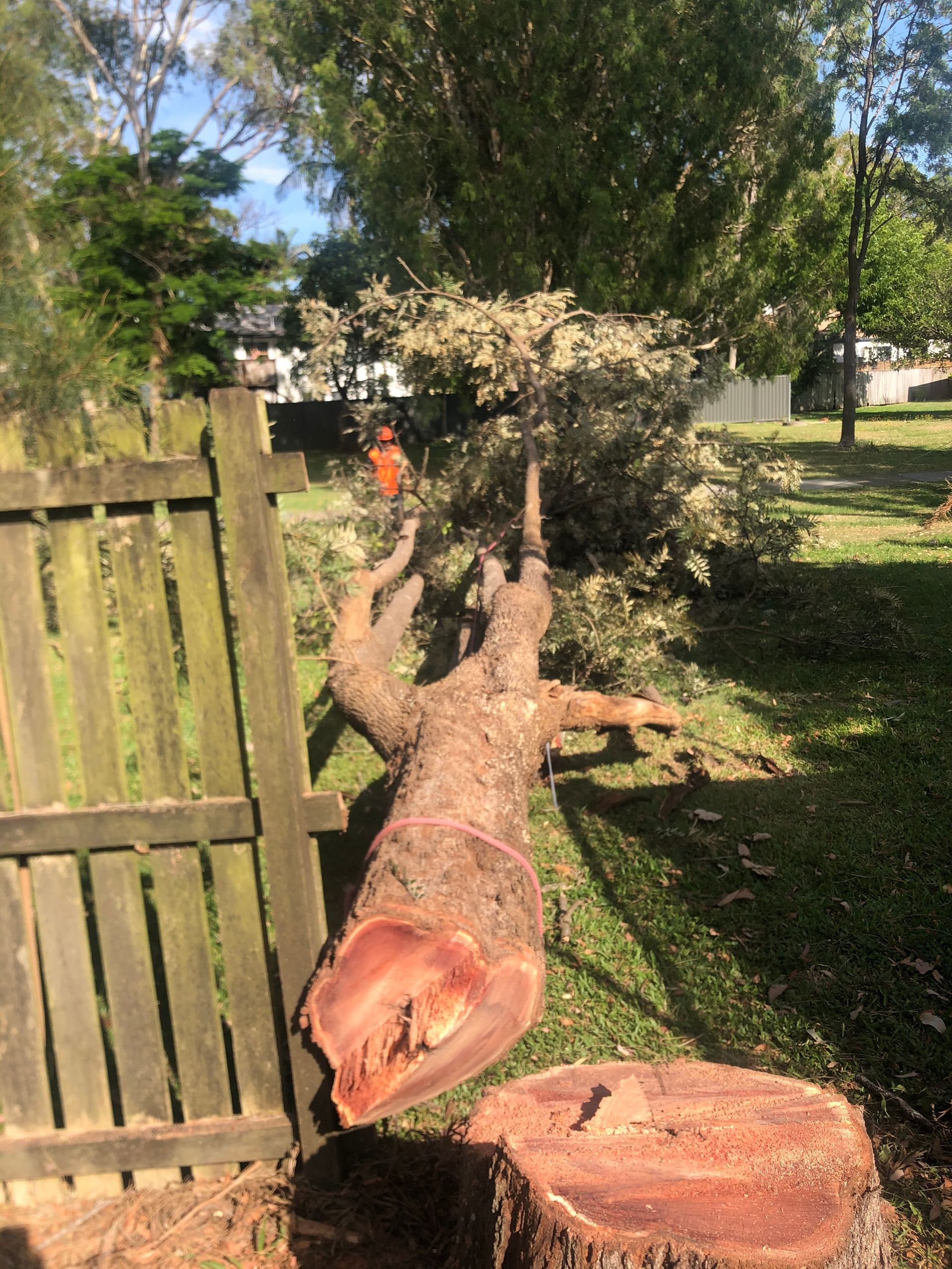 Felled tree trunk and cut log lying beside a wooden fence in a sunny yard