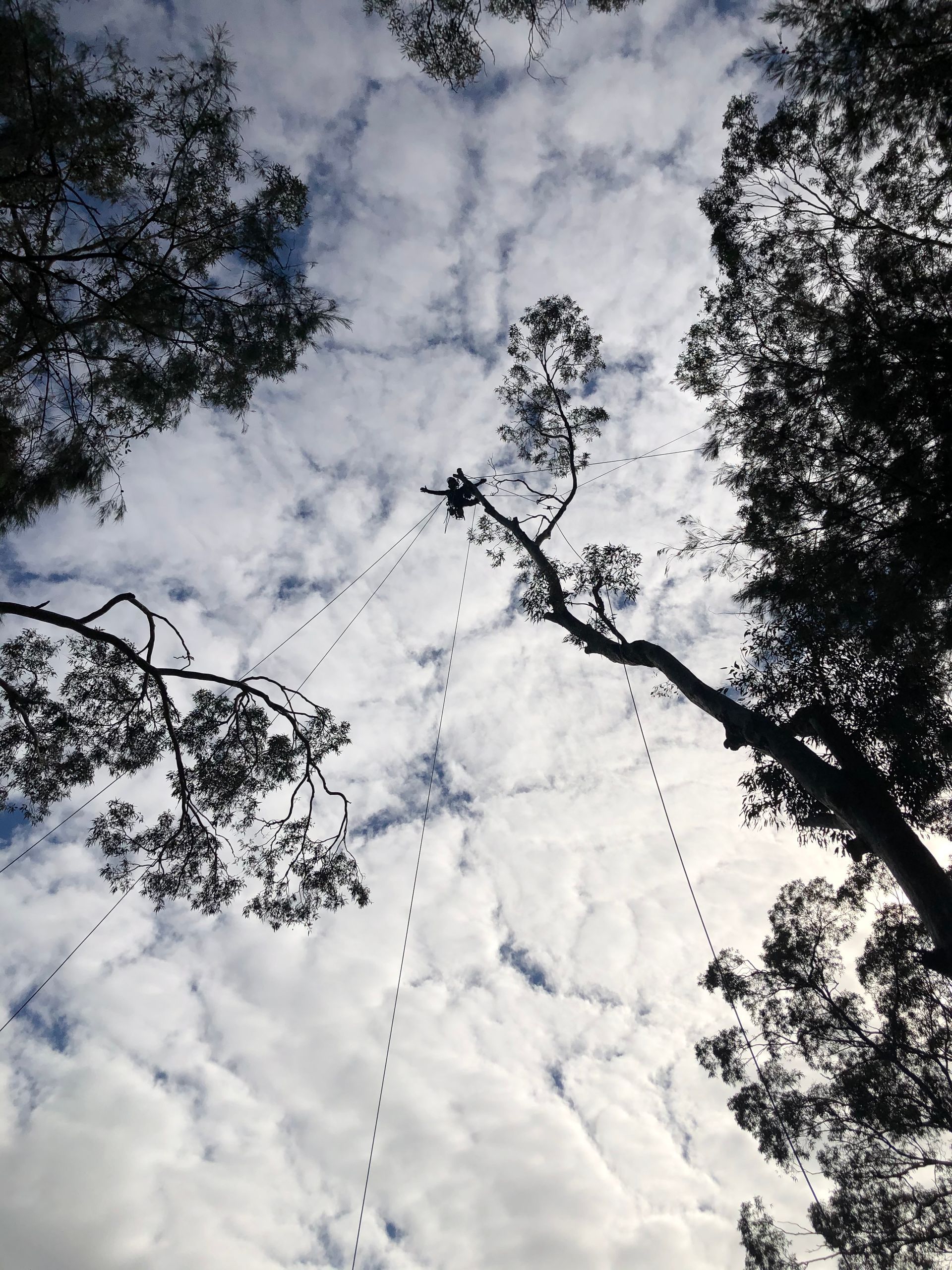 Tree canopies framing a cloudy sky, viewed from below