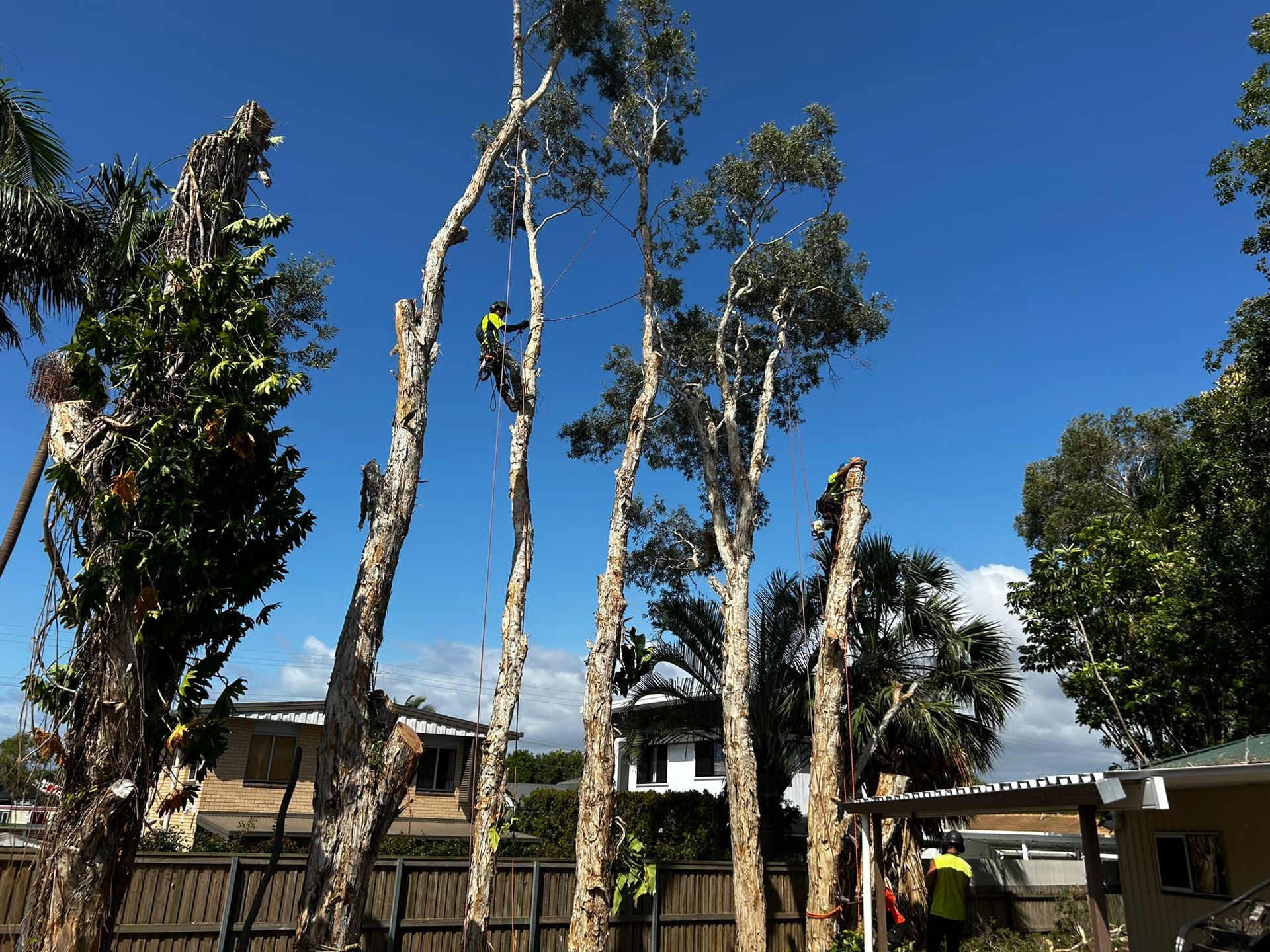 Tall palm trees in a yard with a fence and houses under a bright blue sky