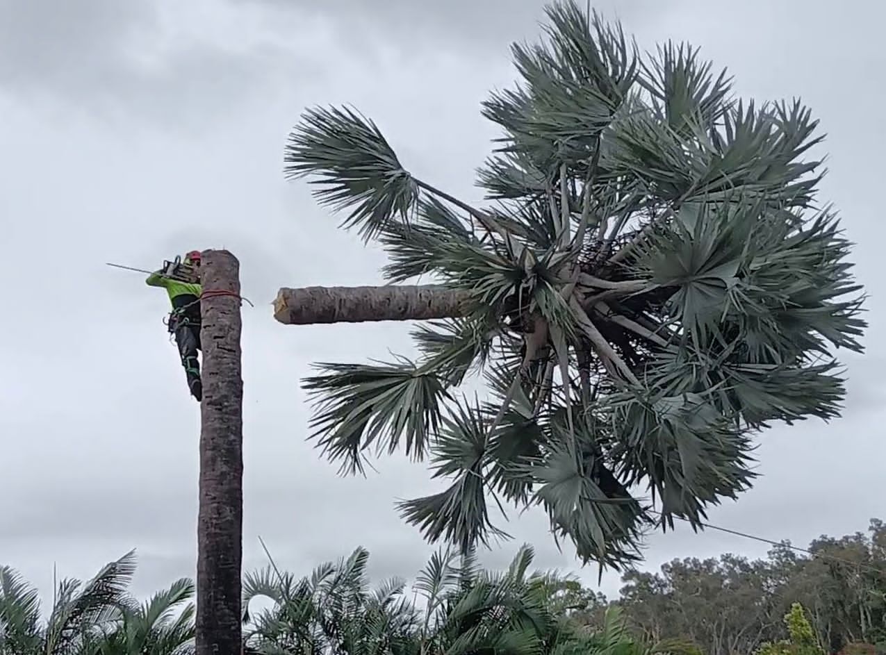 A person trims a palm tree against a cloudy sky.