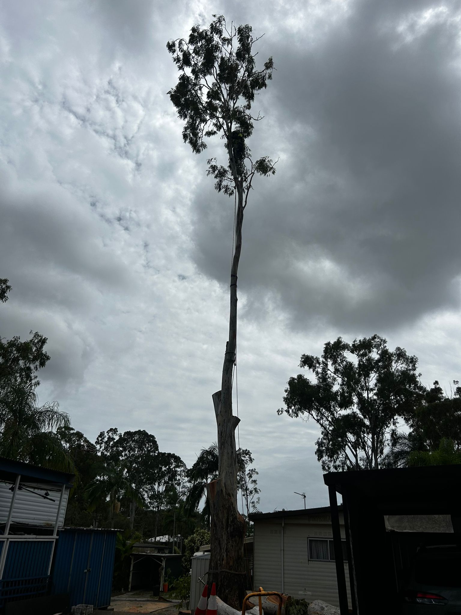 Tall, bare tree against a cloudy sky in an outdoor yard with buildings nearby